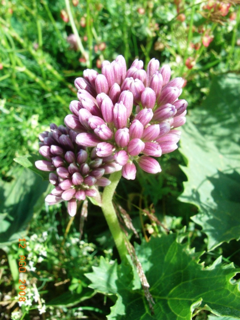 Adenostyles australis